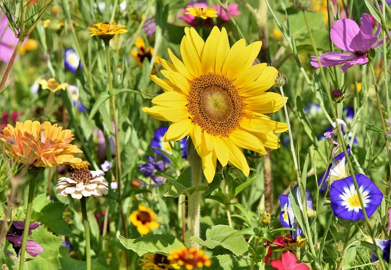 Summer Garden