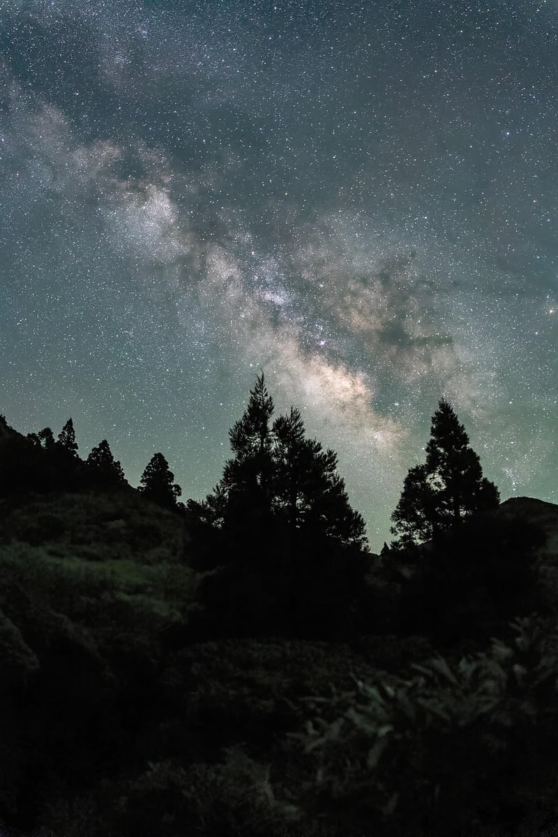 Plants under starry sky