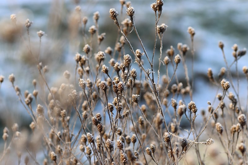 Winter Garden